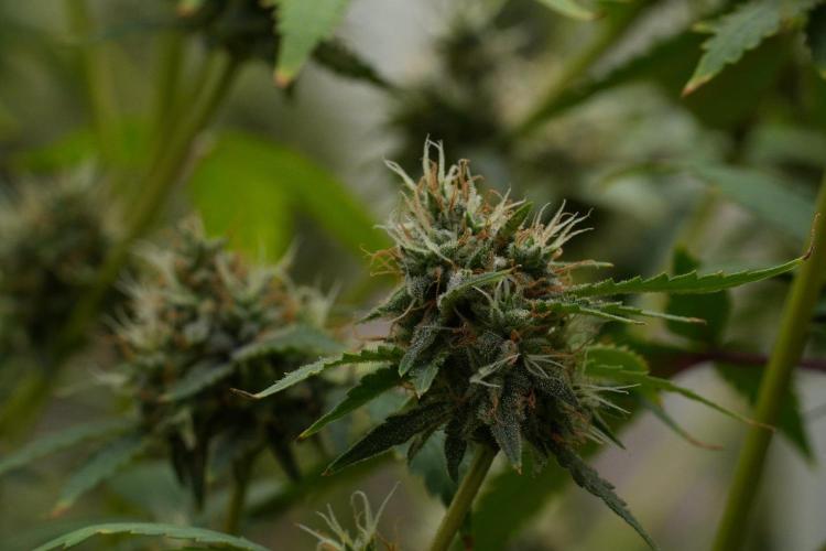 God father OG By Zamnesia Pheno A. Week 12 - God father OG Pheno A 