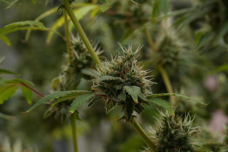 God father OG By Zamnesia Pheno A. Week 12 - God father OG Pheno A 