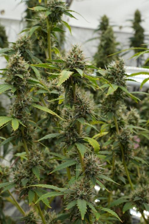 God father OG By Zamnesia Pheno A. Week 12 - God father OG Pheno A 