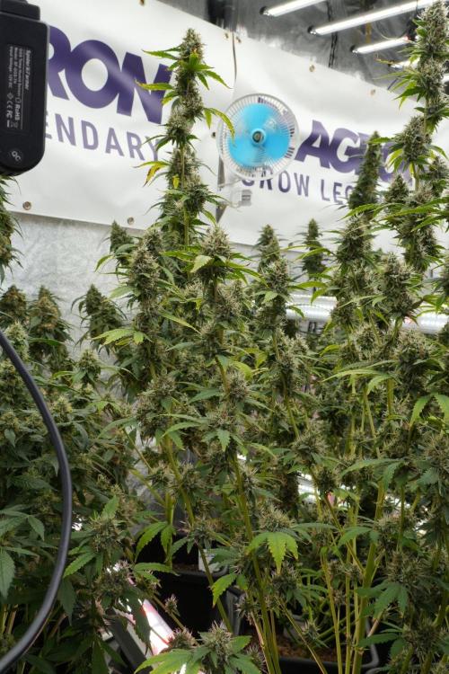 God father OG By Zamnesia Pheno A. Week 12 - God father OG Pheno A 
