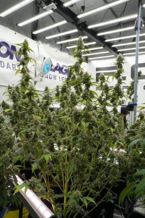 God father OG By Zamnesia Pheno A. Week 12 - God father OG Pheno A 
