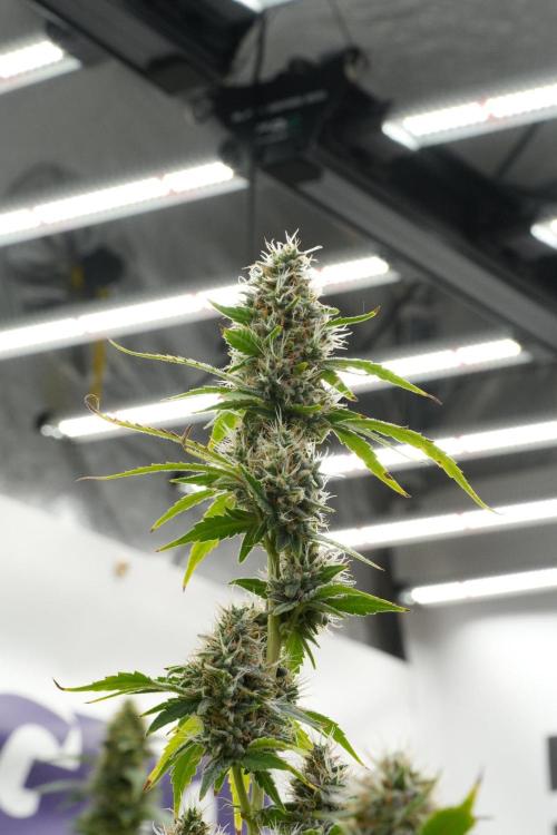 God father OG By Zamnesia Pheno A. Week 12 - God father OG Pheno A 