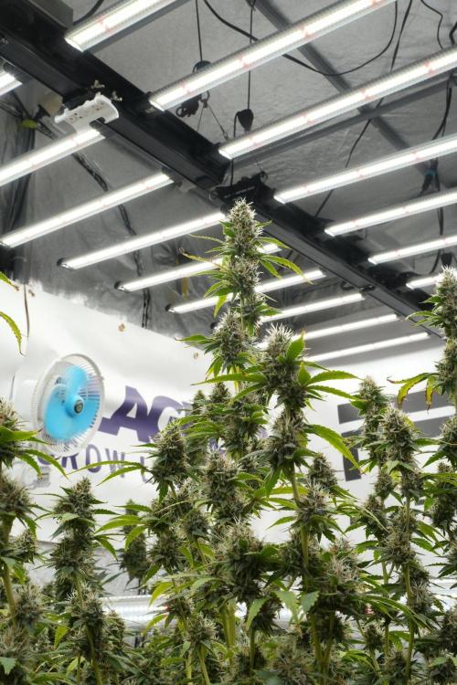 God father OG By Zamnesia Pheno A. Week 12 - God father OG Pheno A 