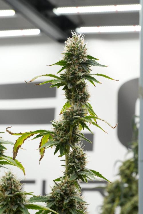 God father OG By Zamnesia Pheno A. Week 12 - God father OG Pheno A 