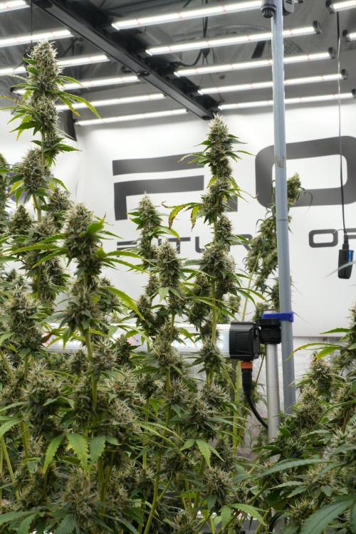 God father OG By Zamnesia Pheno A. Week 12 - God father OG Pheno A 