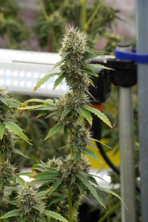 God father OG By Zamnesia Pheno A. Week 12 - God father OG Pheno A 
