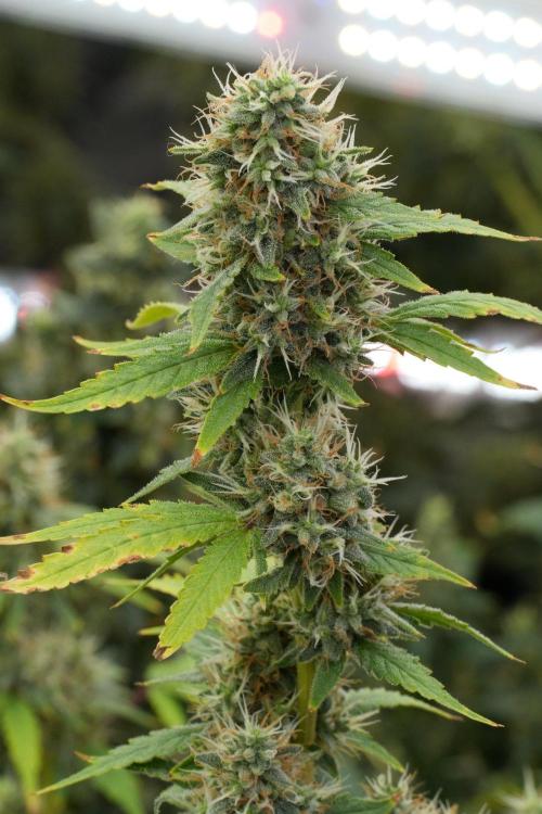 God father OG By Zamnesia Pheno A. Week 12 - God father OG Pheno A 