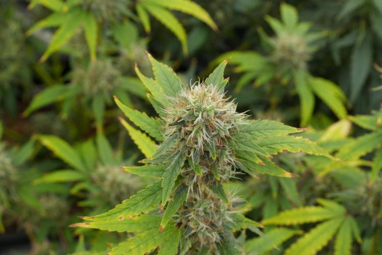 God father OG By Zamnesia Pheno A. Week 12 - God father OG Pheno A 