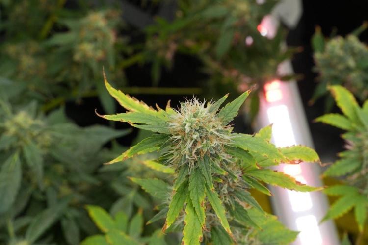 God father OG By Zamnesia Pheno A. Week 12 - God father OG Pheno A 