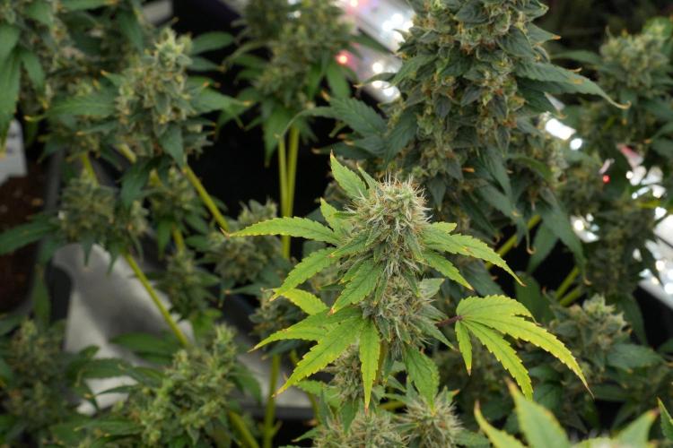 God father OG By Zamnesia Pheno A. Week 12 - God father OG Pheno A 