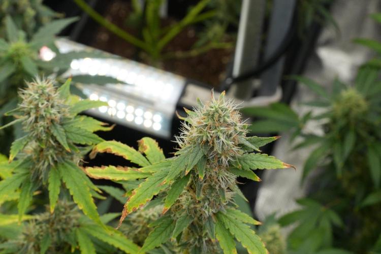 God father OG By Zamnesia Pheno A. Week 12 - God father OG Pheno A 