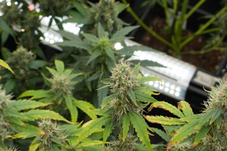 God father OG By Zamnesia Pheno A. Week 12 - God father OG Pheno A 