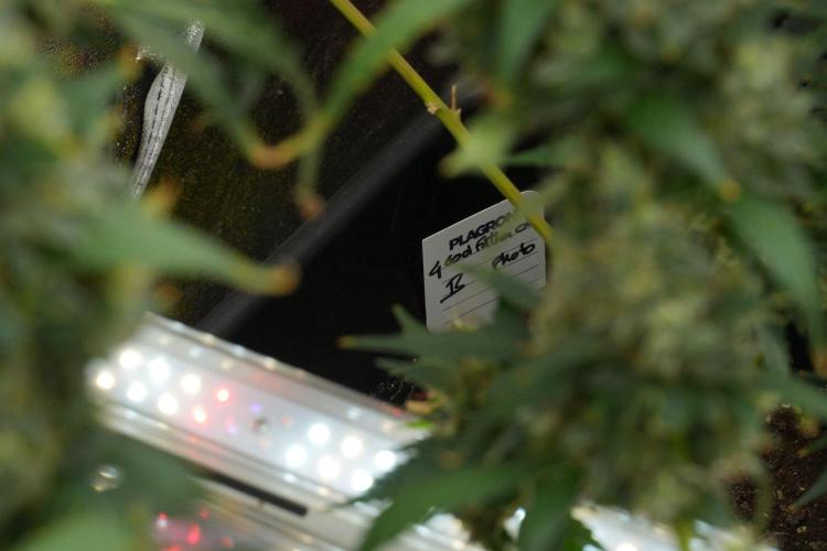 Pheno B God father OG By Zamnesia. Week 12 - Pheno B God father OG