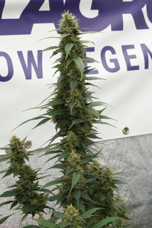 Pheno B God father OG By Zamnesia. Week 12 - Pheno B God father OG