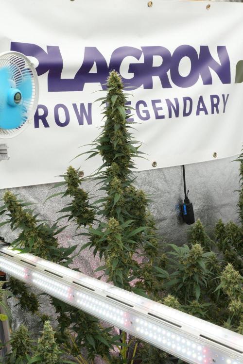 Pheno B God father OG By Zamnesia. Week 12 - Pheno B God father OG