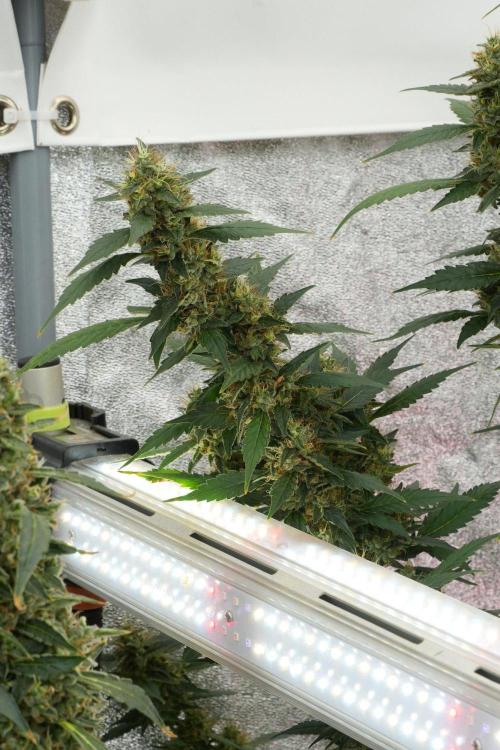 Pheno B God father OG By Zamnesia. Week 12 - Pheno B God father OG