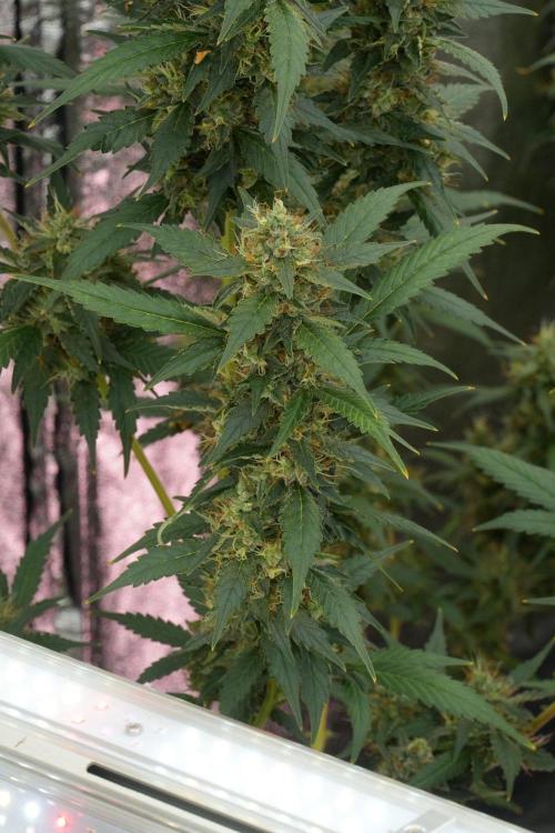 Pheno B God father OG By Zamnesia. Week 12 - Pheno B God father OG