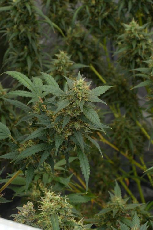 Pheno B God father OG By Zamnesia. Week 12 - Pheno B God father OG