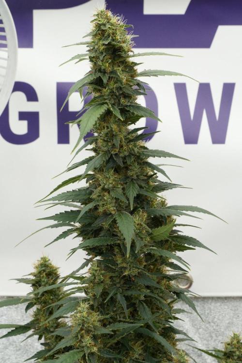 Pheno B God father OG By Zamnesia. Week 12 - Pheno B God father OG