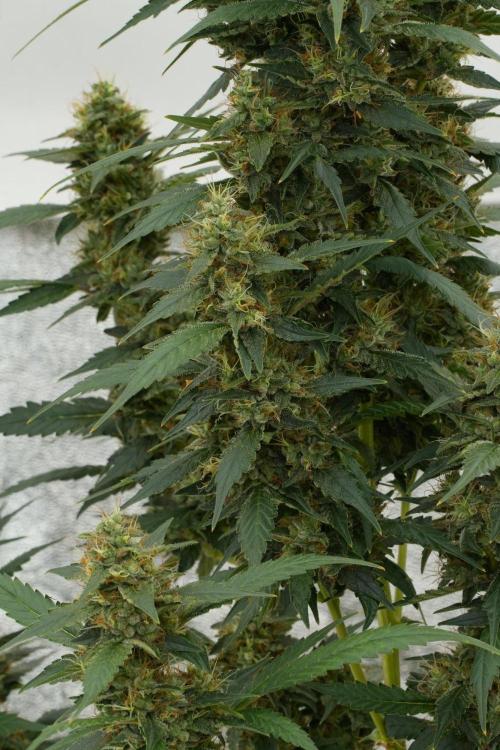 Pheno B God father OG By Zamnesia. Week 12 - Pheno B God father OG