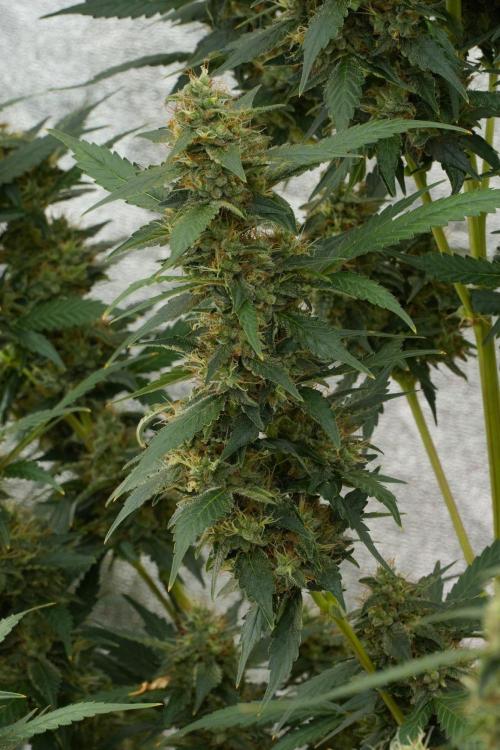 Pheno B God father OG By Zamnesia. Week 12 - Pheno B God father OG