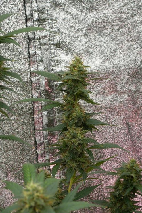Pheno B God father OG By Zamnesia. Week 12 - Pheno B God father OG