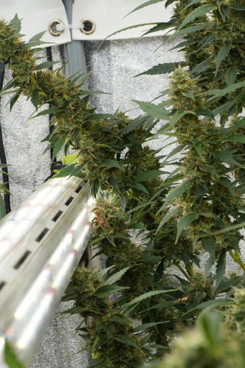 Pheno B God father OG By Zamnesia. Week 12 - Pheno B God father OG