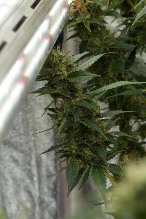 Pheno B God father OG By Zamnesia. Week 12 - Pheno B God father OG