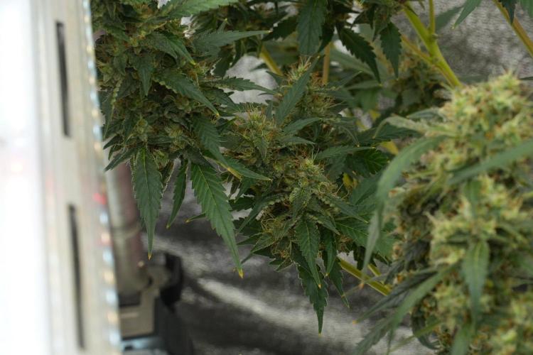 Pheno B God father OG By Zamnesia. Week 12 - Pheno B God father OG