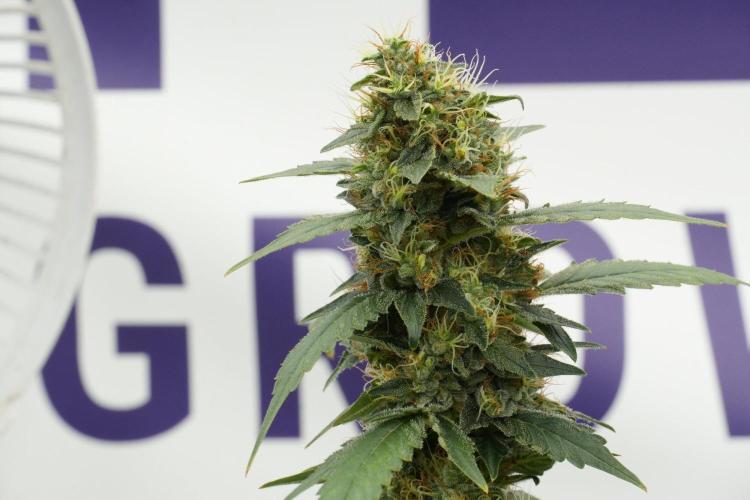 Pheno B God father OG By Zamnesia. Week 12 - Pheno B God father OG