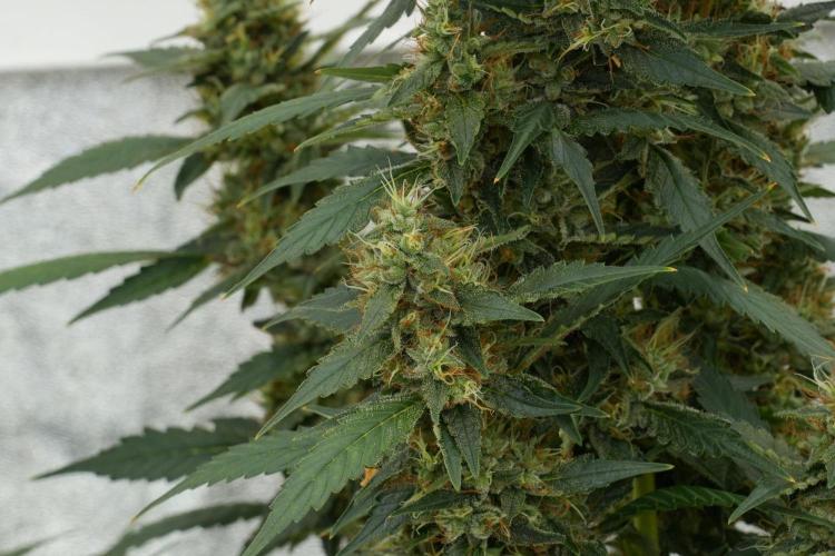 Pheno B God father OG By Zamnesia. Week 12 - Pheno B God father OG