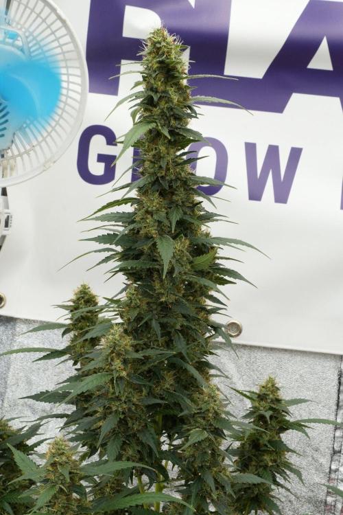 Pheno B God father OG By Zamnesia. Week 12 - Pheno B God father OG
