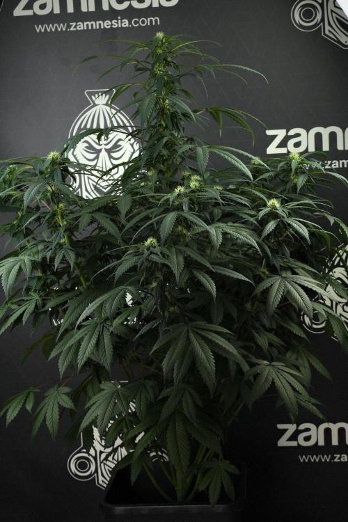 Passion Fruitz By Zamnesia. Week 12 - Passion Fruitz