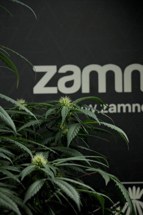 Passion Fruitz By Zamnesia. Week 12 - Passion Fruitz