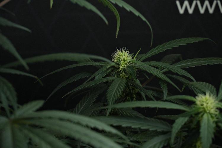 Passion Fruitz By Zamnesia. Week 12 - Passion Fruitz