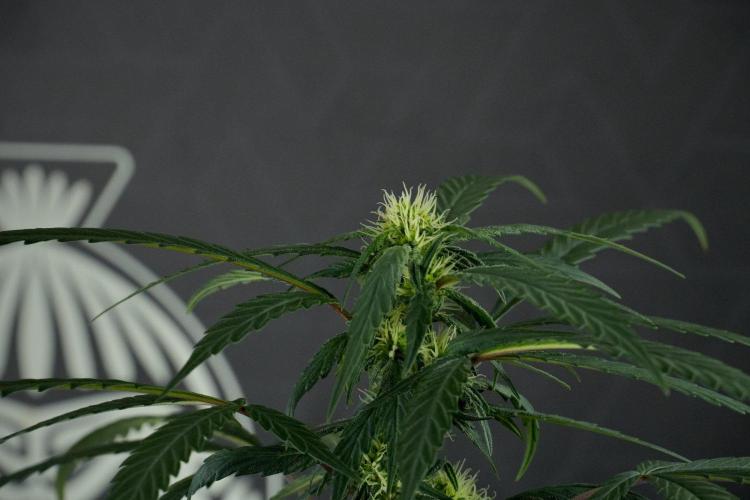 Passion Fruitz By Zamnesia. Week 12 - Passion Fruitz