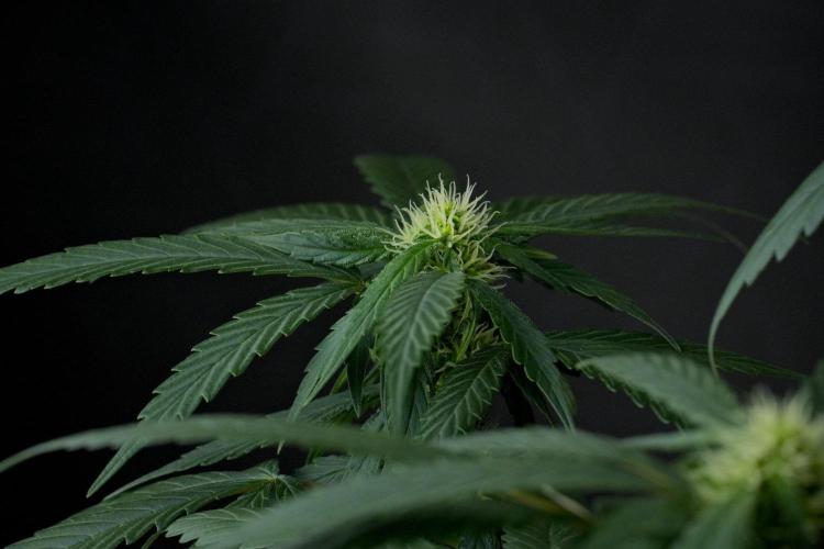 Passion Fruitz By Zamnesia. Week 12 - Passion Fruitz