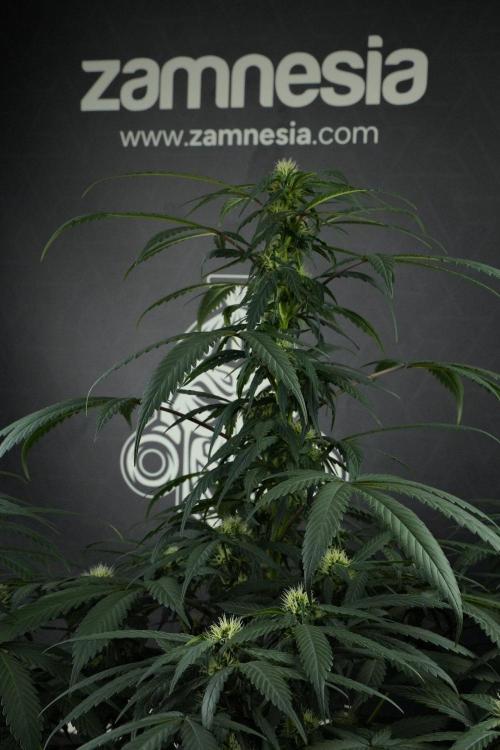 Passion Fruitz By Zamnesia. Week 12 - Passion Fruitz