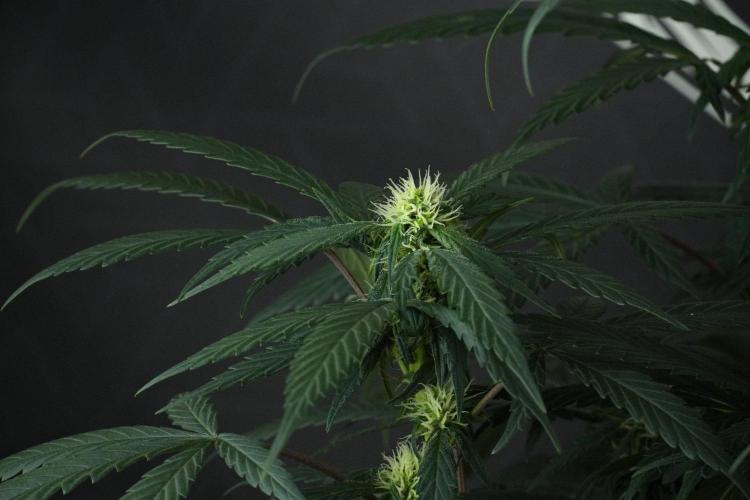 Passion Fruitz By Zamnesia. Week 12 - Passion Fruitz