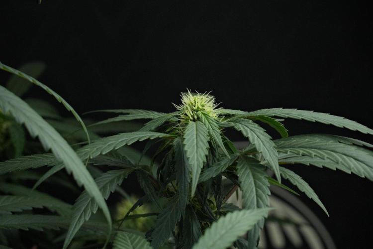 Passion Fruitz By Zamnesia. Week 12 - Passion Fruitz
