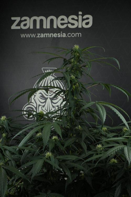 Passion Fruitz By Zamnesia. Week 12 - Passion Fruitz
