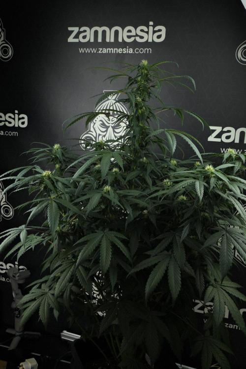 Passion Fruitz By Zamnesia. Week 12 - Passion Fruitz
