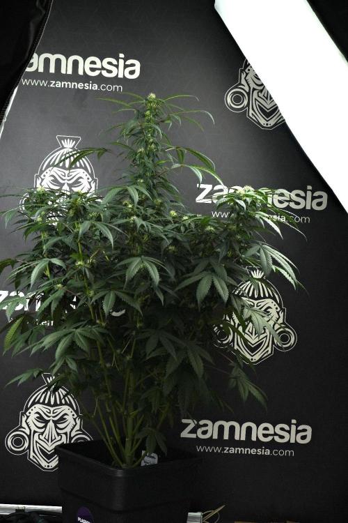 Passion Fruitz By Zamnesia. Week 12 - Passion Fruitz