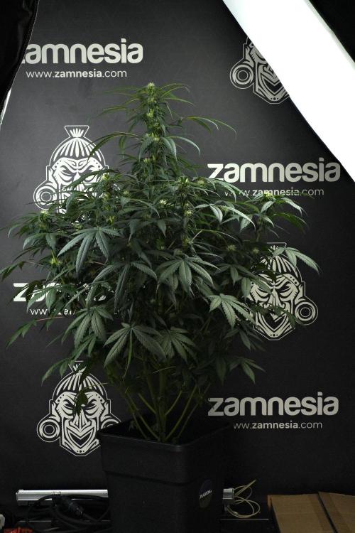 Passion Fruitz By Zamnesia. Week 12 - Passion Fruitz