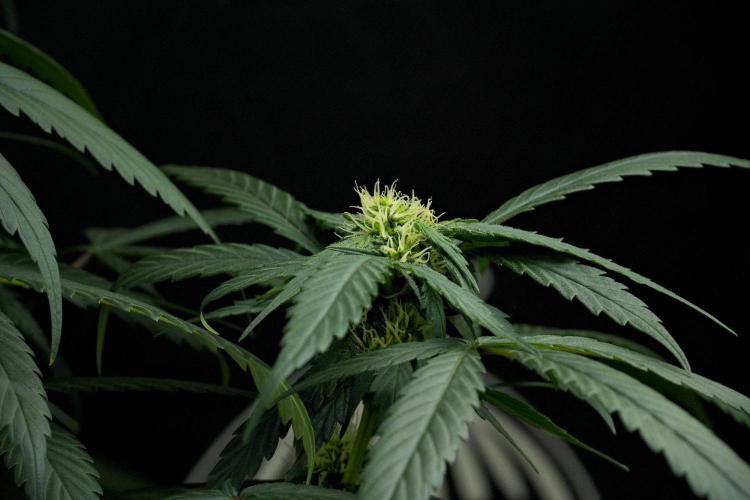 Passion Fruitz By Zamnesia. Week 12 - Passion Fruitz