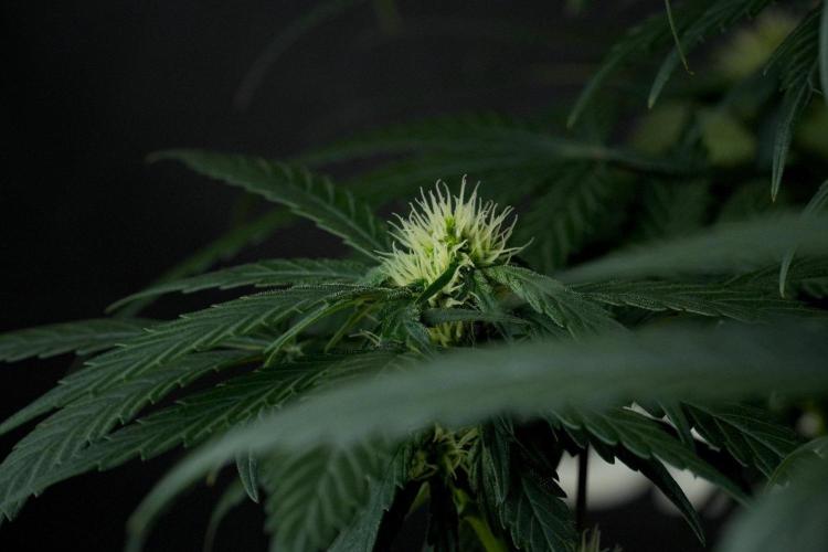 Passion Fruitz By Zamnesia. Week 12 - Passion Fruitz