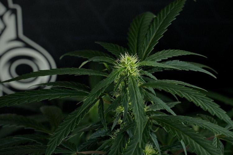 Passion Fruitz By Zamnesia. Week 12 - Passion Fruitz