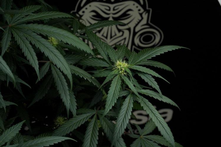 Passion Fruitz By Zamnesia. Week 12 - Passion Fruitz