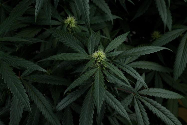 Passion Fruitz By Zamnesia. Week 12 - Passion Fruitz