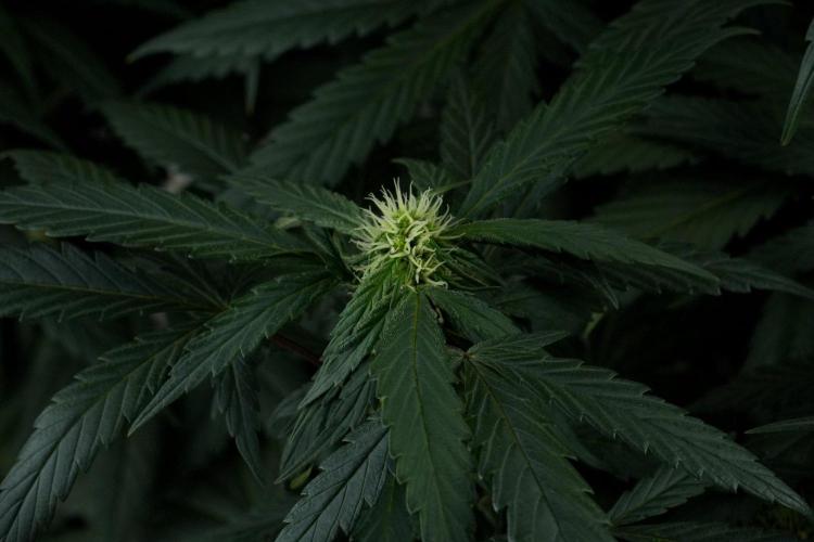 Passion Fruitz By Zamnesia. Week 12 - Passion Fruitz